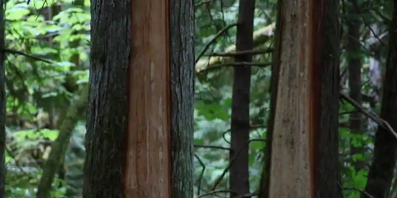 Haida Gwaii tree